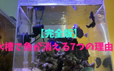 【完全版】水槽で魚が消える7つの理由！