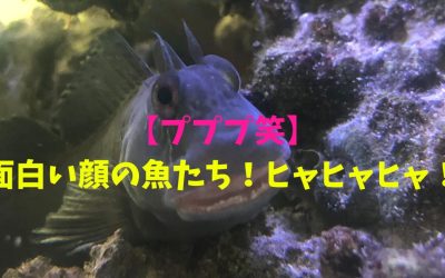 【プププ笑】面白い顔の魚BEST3！ヒャヒャヒャ！