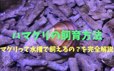 【海水魚水槽】ハマグリの飼育方法！