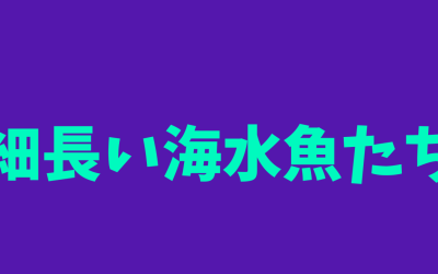 細長い海水魚ランキングBEST3