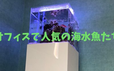 【水槽レンタル】オフィスで人気の海水魚ランキング