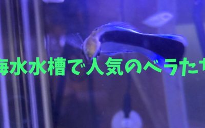 【飼育のコツ】海水水槽で人気のベラBEST5