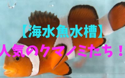 【海水魚水槽】人気のクマノミ5種類！