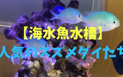 【海水魚水槽】人気のスズメダイの種類BEST5！