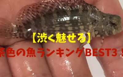 【渋く魅せる】茶色の魚ランキングBEST3！