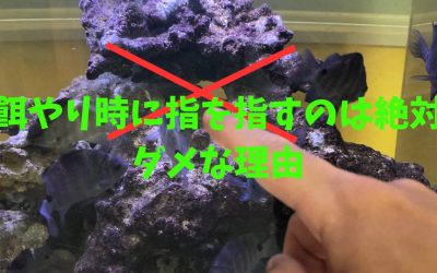 【海水魚水槽】餌やり時に指を指すのは絶対ダメな理由