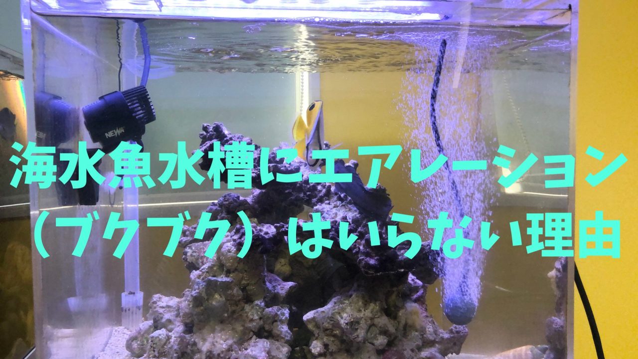 海水魚水槽にエアレーション（ブクブク）はいらない理由 – マリブ 水槽 