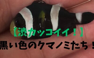 【渋カッコイイ！】黒い色のクマノミBEST3！