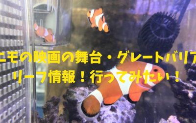 【カクレクマノミ水槽】ニモの映画の舞台・グレートバリアリーフ情報！行ってみたい！