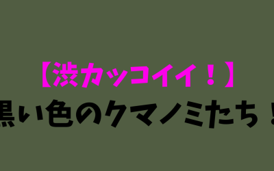 【渋カッコイイ！】黒い色のクマノミBEST3！