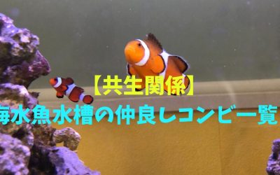 【共生関係】海水魚水槽の仲良しコンビ一覧！