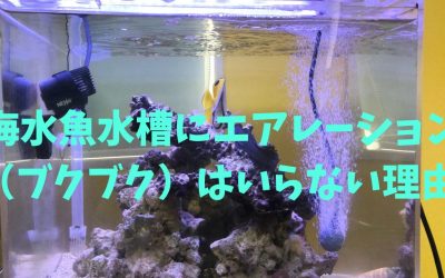 海水魚水槽にエアレーション（ブクブク）はいらない理由