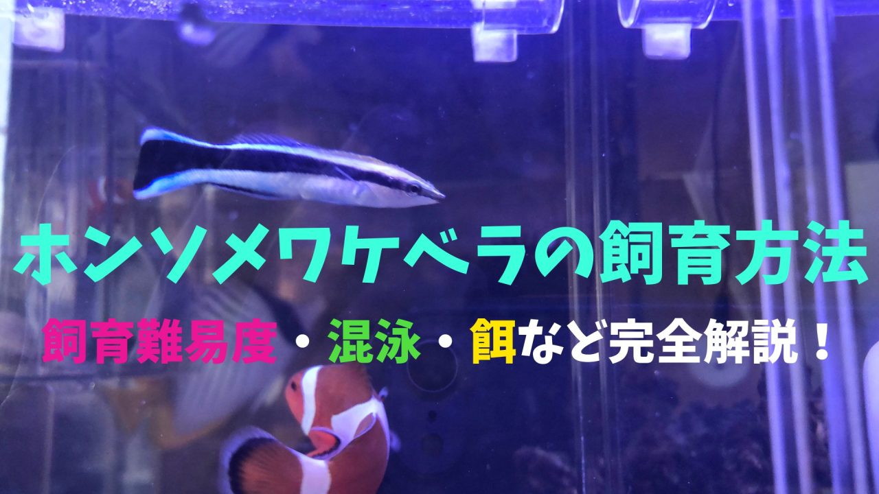 初心者向けカラシン（テトラ）の定番品種5選｜特徴と飼育方法を 