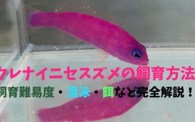 【プロ解説】クレナイニセスズメの飼育方法！紫一色で美しいの一言！