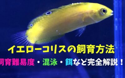 【プロが教える】イエローコリスの飼育方法！黄色が綺麗！
