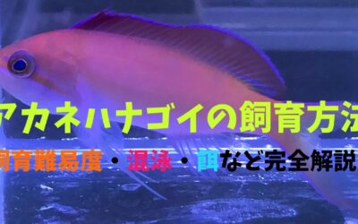 【プロ解説】アカネハナゴイの飼育方法！おとなくて可憐！