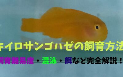 【プロ伝授】キイロサンゴハゼの飼育方法！小さいけど目立つ！