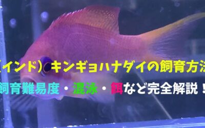 【決定版】キンギョハナダイの飼育方法！長期飼育のコツ！