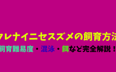 【プロ解説】クレナイニセスズメの飼育方法！紫一色で美しいの一言！