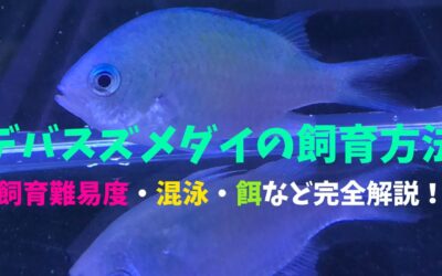 【プロが教える】デバスズメダイの飼育方法！スズメダイで唯一群れる！