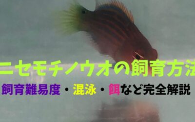 【必見！】ニセモチノウオの飼育方法！色が複雑で二度見級の綺麗さ！