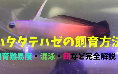 【プロが教える】ハタタテハゼの飼育方法！背ビレがピョンとしてて可愛い！