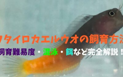 【決定版】フタイロカエルウオの飼育方法！とぼけた顔がたまらない！