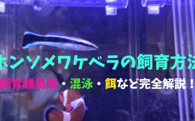 【プロが教える】ホンソメワケベラの飼育方法！クリーナーフィッシュの代表魚！