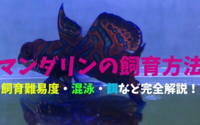 【永久保存版】マンダリンフィッシュの飼育方法！超個性的海水魚！