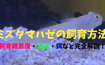 【プロ解説】ミズタマハゼの飼育方法！砂をハムハム！