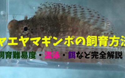 【プロが教える】ヤエヤマギンポの飼育方法！コケを食べて水槽を掃除してくれる！