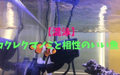 【混泳】カクレクマノミと相性のいい魚！