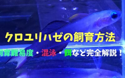 【死なせない】クロユリハゼの飼育方法！品のある見た目でシック！