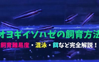 【成功させる】オヨギイソハゼの飼育方法！群れでの姿は二度見級の可愛さ！