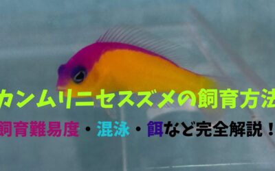 【長生きさせる】カンムリニセスズメの飼育方法！黄＆紫のハーモニーが素敵！