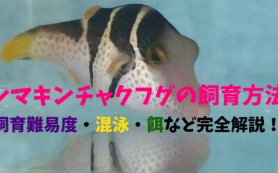 【プロ解説】シマキンチャクフグの飼育方法！小型フグで人気！