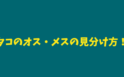 【性別】タコのオス・メスの見分け方！