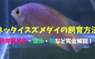 【成功ルール】ネッタイスズメダイの飼育方法！全身黄色の南国色！