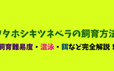 【失敗しない】フタホシキツネベラの飼育方法！淡いオレンジが素敵！