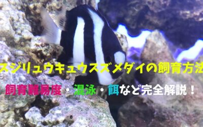 【プロが教える】ミスジリュウキュウスズメダイの飼育方法！3本の線がかっこいい！