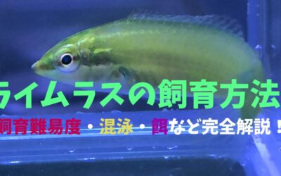 【コツ伝授】ライムラスの飼育方法！南のグリーンが綺麗！