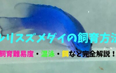 【まとめ】ルリスズメダイ（コバルト）の飼育方法！瑠璃の色で魅了！