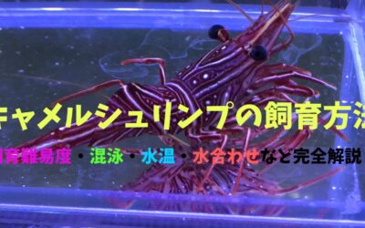 【保存版】キャメルシュリンプの飼育方法！餌・繁殖・寿命など