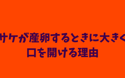 サケが産卵するときに大きく口を開ける理由