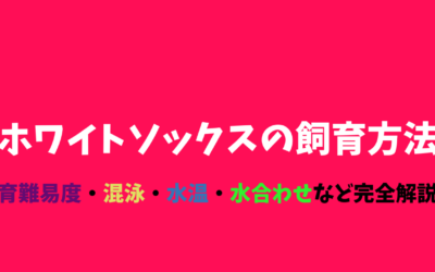 【プロが教える】ホワイトソックスの飼育方法！赤＆白の2色が綺麗！