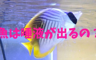 魚は唾液が出るの？