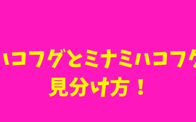 【幼魚】ハコフグとミナミハコフグの見分け方！