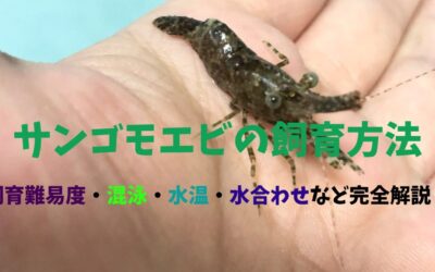 【保存版】サンゴモエビの飼育方法！渋さがタマラナイ！