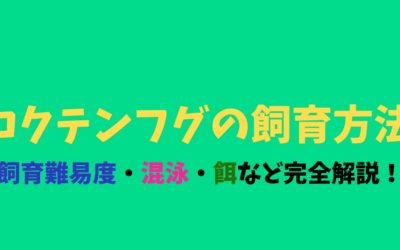 【プロが解説】コクテンフグの飼育方法！犬のような顔でかわいい！