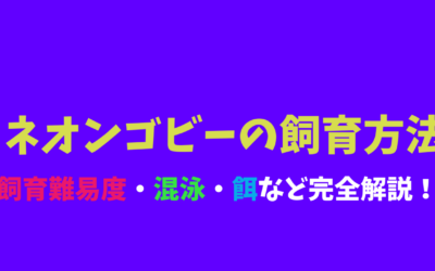 【プロ直伝】ネオンゴビーの飼育方法！キラッと青く光る美魚！